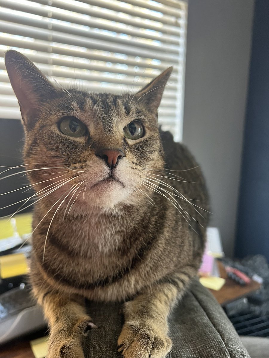 Amanda Levitt tweet media