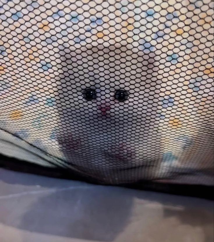 Catsillyness's tweet photo. he is in baby jail for his crimes https://t.co/2NkkdaSRMw