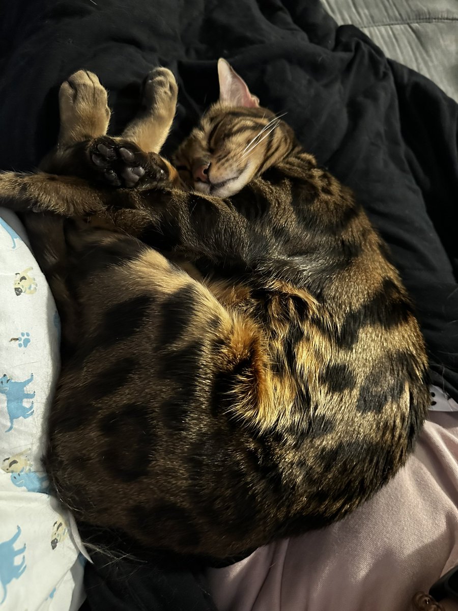 elumina's tweet photo. Rest in peace my sweet Zyra kitty (10/7/19-2/15/24). My first pet, my kitty baby. You were the perfect cat. I didn’t know I could love a pet so much until I met you. I hope you’re chasing all the spring toys, getting infinite belly rubs, &amp; eating endless chicken in kitty heaven https://t.co/8veTC0Ixma