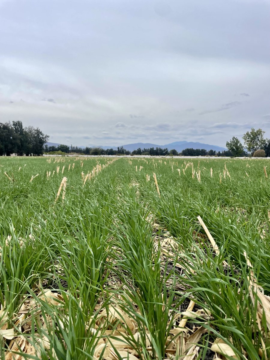 pablojua's tweet photo. 160 kilos por hectárea de trigo 🌾 https://t.co/HG7H83fbAW