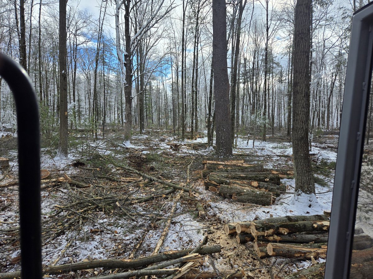 Some fresh snow and cold. Hardwood thinning just out of city limits in Wausau WI