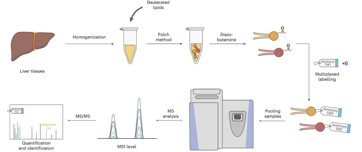 Now on <a href="/NatureChemistry/">Nature Chemistry</a> 🤩 Our global phospholipid quantification via diazobutanone-assisted isobaric labeling work has been published 🎉🎉🎉 Huge congrats to <a href="/PK_Liu_/">PK_Liu</a> , Gutin, @Shuling51991541 , <a href="/YuanLiu34720431/">Yuan Liu</a> , and other coauthors! Check it out 👇👇👇

nature.com/articles/s4155…