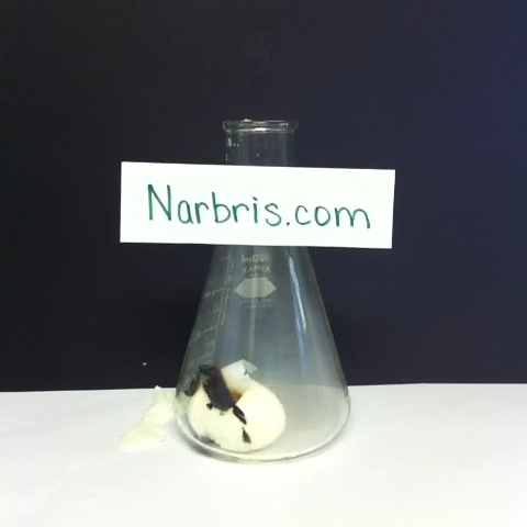 Narbris's tweet photo. Egg in bottle! Number 2 of 250. I’m currently trying an experiment by posting all of my old vines on 4 different platforms with the original descriptions and all. I'm curious as to which platforms get seen the most.  #science #narbris #egg #magic https://t.co/aB4ThZiLcp