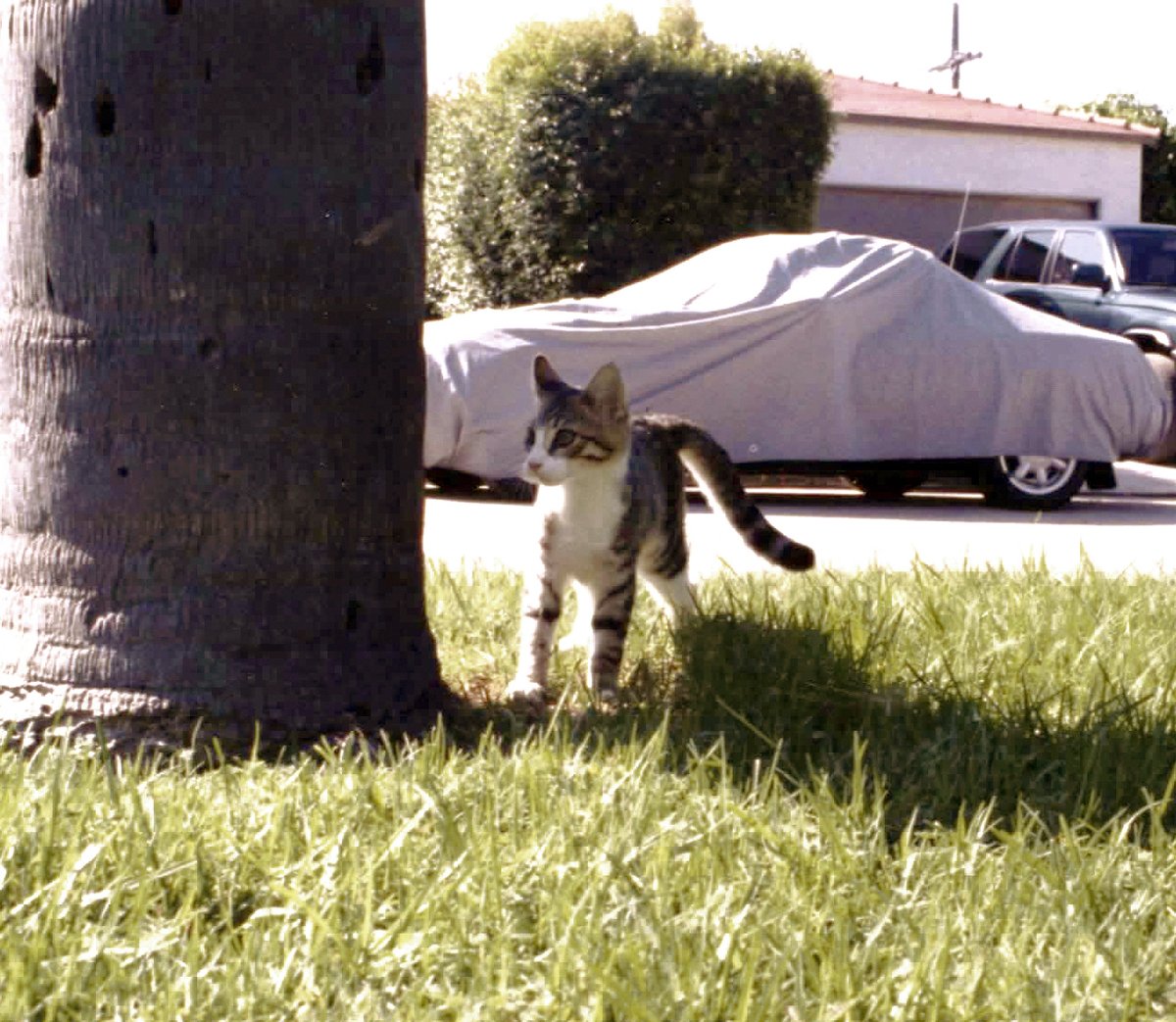 1Sun4Allcom's tweet photo. @MyCatToldMe This is how we met Huckleberry Moon. He belonged to a neighbor, the ménage he’d been raised with included—in addition to his human mom &amp; feline mom &amp; siblings—a few medium-sized snakes, 2 peach coloured macaws, a couple large dogs, a mouse colony, &amp; three young kids. https://t.co/bTVCgfbUPg