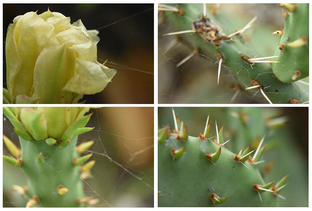 malsheep56's tweet photo. My new #Tez4Pal fundraising series "Web and Thorn" is now available! 🌵

Each piece is accompanied by an original poem ✨

❤ Supporting evac of children
💚 Supporting mental health 
🤍 4/5 eds @ 5 XTZ 
🖤 5 shares me, 95 shares INARA

Details below 👇 https://t.co/86sm8cvZav