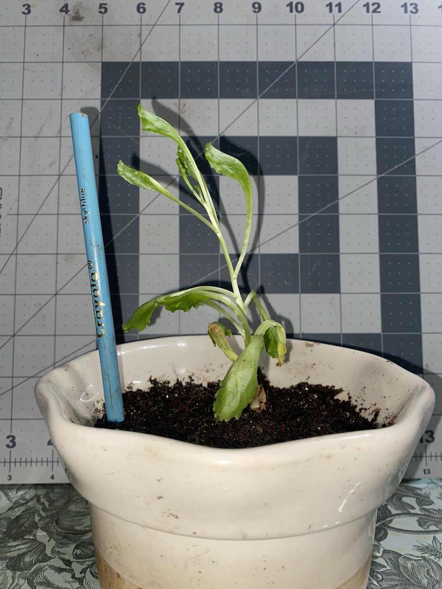 Thebeggarscrow's tweet photo. #LettuceWatch
Day 10-11
I think I’m watering the lettuce 🥬 too much
Thoughts?
#lettuce #propagation https://t.co/8SQVEql26V