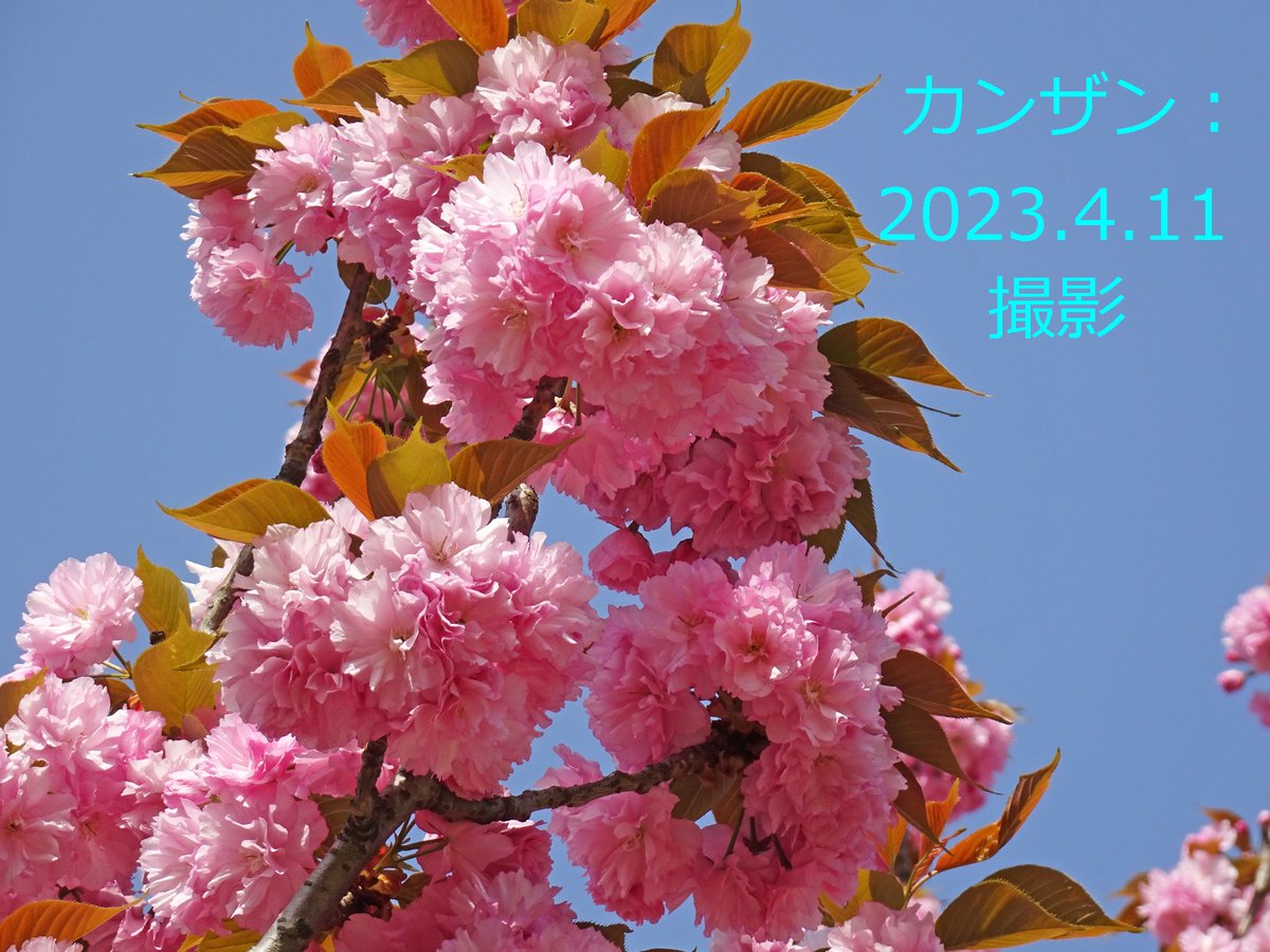 園内では早咲きの #桜 が次々に開花！
#新宿御苑 の桜のルーツは、皇室庭園時代にさかのぼります。大正時代に国際親善の観桜会を御苑で催すことになり、全国各地から桜を集めました。品種の多さから、４月中旬頃までお花見が楽しめます🌸
一葉や関山など八重桜の咲く４月がベストシーズンですよ✨