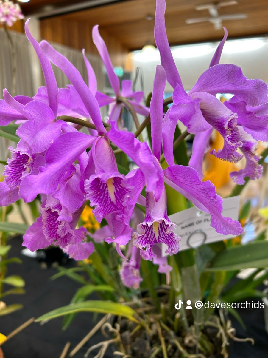 dkboard's tweet photo. #orchids https://t.co/yfDMYhJoqi