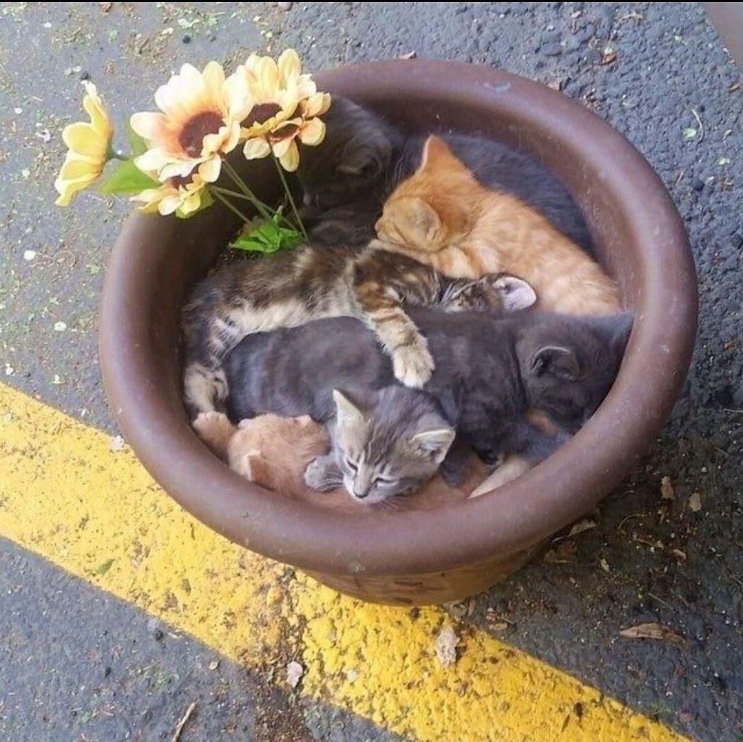 crabbycatcoin's tweet photo. Cuddled up in the pot of gold at the end of the rainbow, these #CrabbyCat cuties know the true treasure is companionship. 🐱💤 Join our #CatRescue mission to make every day cozy for felines everywhere! #Web3 #meme #LowGemCaps https://t.co/uvj9MEIGcP