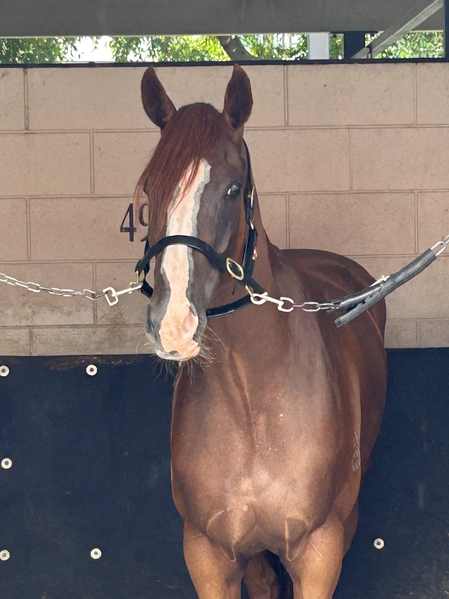 Trying to win race 2 at Eagle Farm with Ella Te Ama  🤞