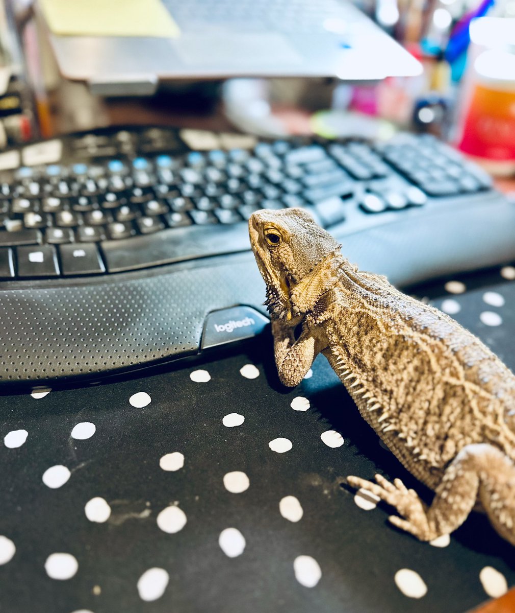 When @Venmo @VenmoSupport  decides to freeze your pets business account that helps feed them, you put Winnie The Bearded-dragon on the case. 
#comeonnow #nonsenseranch