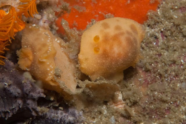 seastung's tweet photo. #seaslugSaturday... more #nudibranchs of False Bay... crowned nudi, clouded toothy dorid, citrine nudi with egg ribbon annnd a gasflame #oceanlife #biodiversity https://t.co/acA0DhJArm