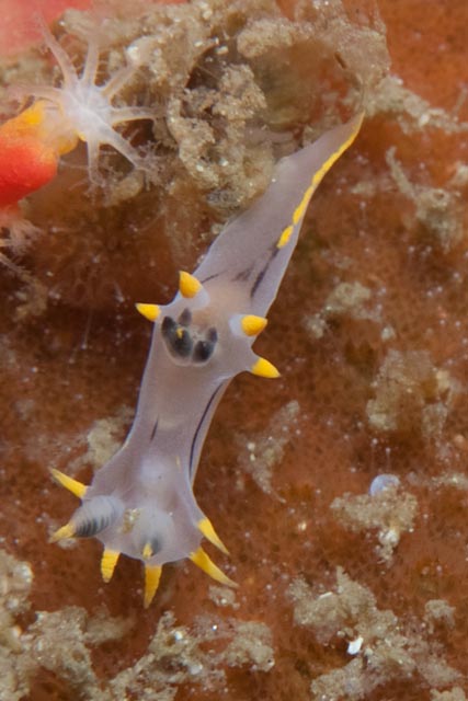 seastung's tweet photo. #seaslugSaturday... more #nudibranchs of False Bay... crowned nudi, clouded toothy dorid, citrine nudi with egg ribbon annnd a gasflame #oceanlife #biodiversity https://t.co/acA0DhJArm