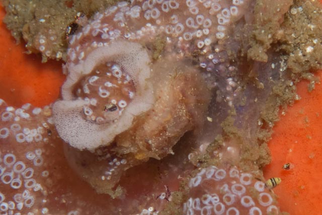 seastung's tweet photo. #seaslugSaturday... more #nudibranchs of False Bay... crowned nudi, clouded toothy dorid, citrine nudi with egg ribbon annnd a gasflame #oceanlife #biodiversity https://t.co/acA0DhJArm