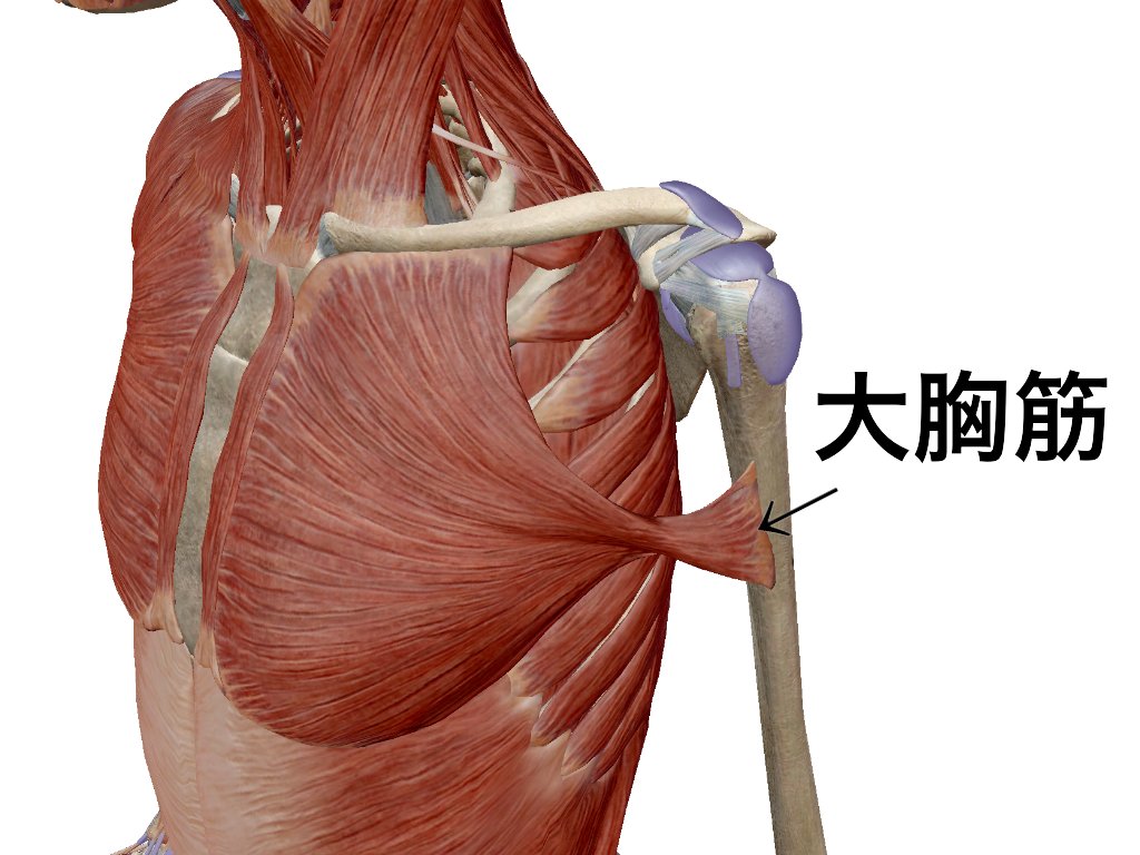 prt_brain's tweet photo. 【大胸筋】

大胸筋は大結節稜に停止します。

大結節稜は大結節よりも遠位にある箇所です。

なので触診の際に位置を間違えないように注意しましょう。

意外と間違えている方は多いはず！

＃解剖学
＃思いっきり解剖学 https://t.co/TArhfr1YHB
