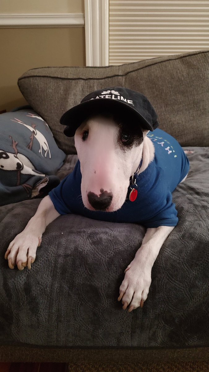 Spike The Rescue Pup & Rex The TV Terrier ®🌈🐾 tweet media