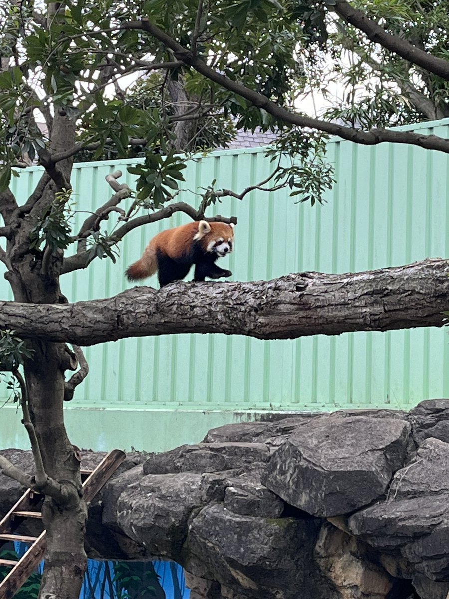てくてくサクユリ ようこそ、江戸川区へ！ #江戸川区自然動物園 #レッサーパンダ #サクユリ #ピースケの元同僚