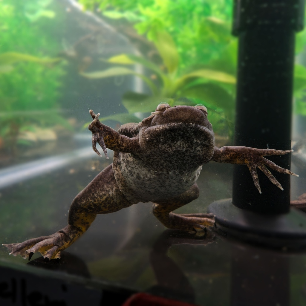 amphibianfound's tweet photo. We'll let the #NocturnalAF choose their own #FrogFriday hashtag this week! Is this particular pipid #WeirdAF or #AmphibiousAF?
#Xenopusmuelleri #Mullersplatanna #MullersClawedFrog #Pipidae #ClawedFrog https://t.co/d9jzXACLwu