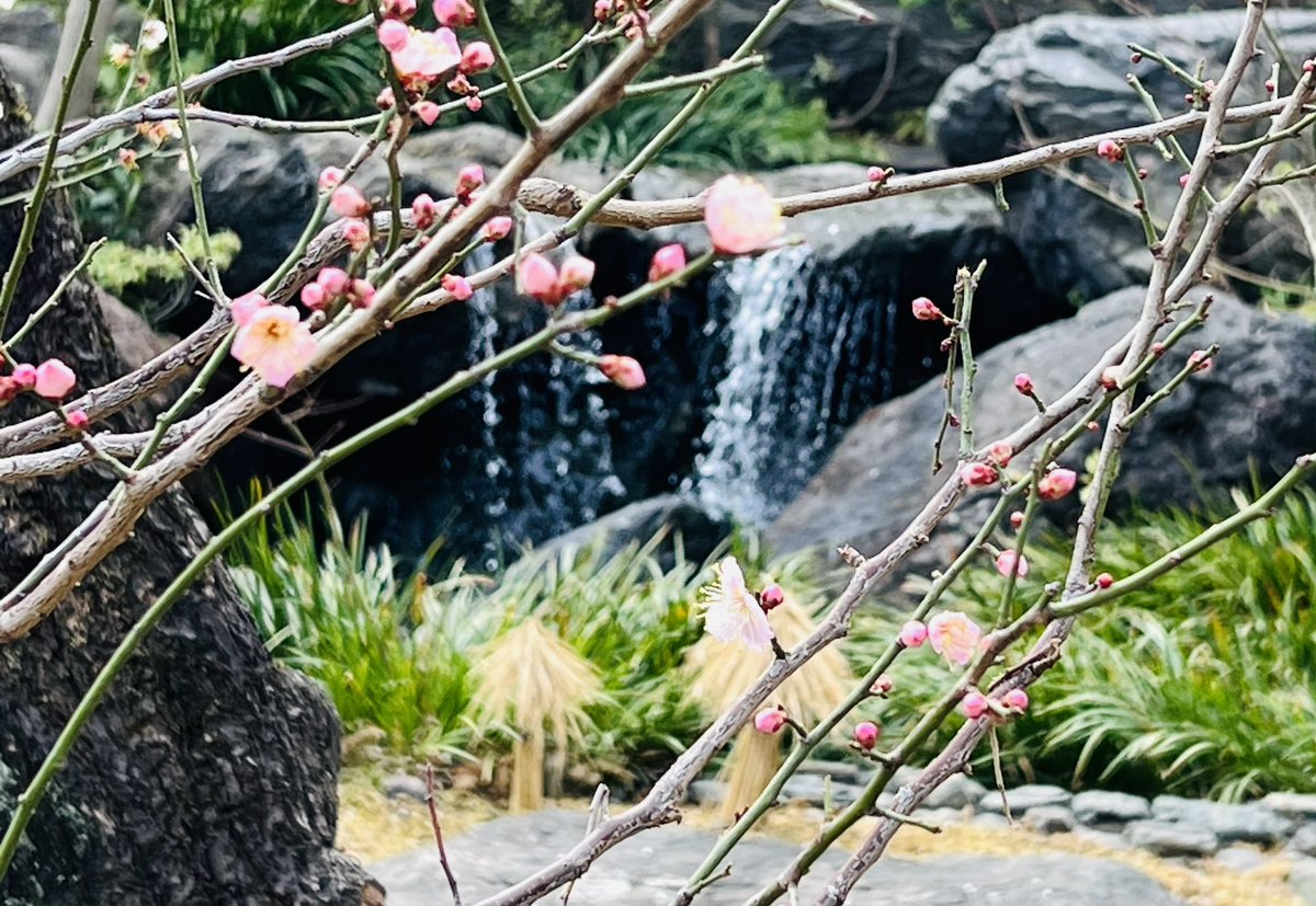 文京区湯島の「湯島天満宮」にお詣りをして、梅の花を撮影しました。 2024.2.17撮影