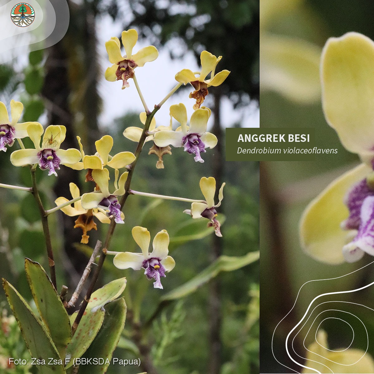 #SobatHijau, yuk kenalan sama puspa khas dari #Papua. Si cantik yang kharismatik ini adlh Anggrek Besi (Dendrobium violaceoflavens). 

Bunganya khas & tahan lama, perpaduan warna kuning dgn ungu violet seperti namanya viola - flavens serta memiliki aroma harum yang kuat.