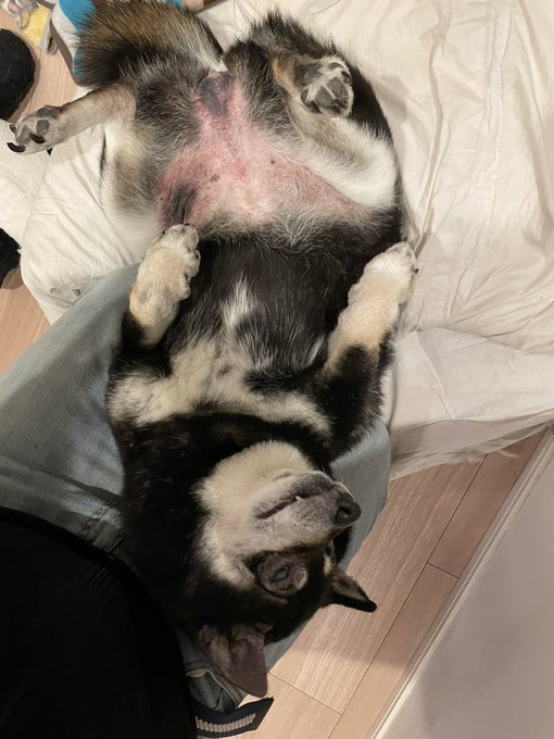 膝の上でご満悦ワンワン 