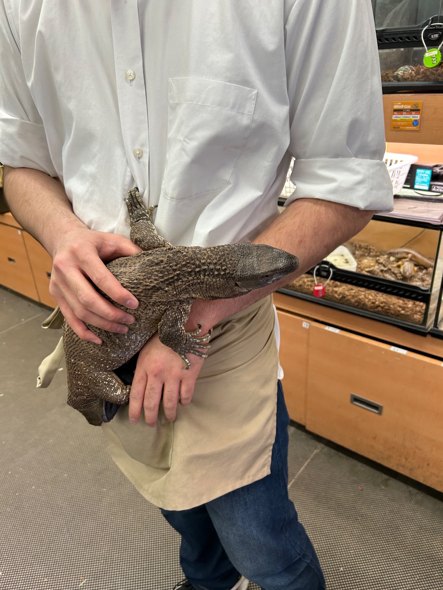 アフリカンロックモニター販売 - Search / X