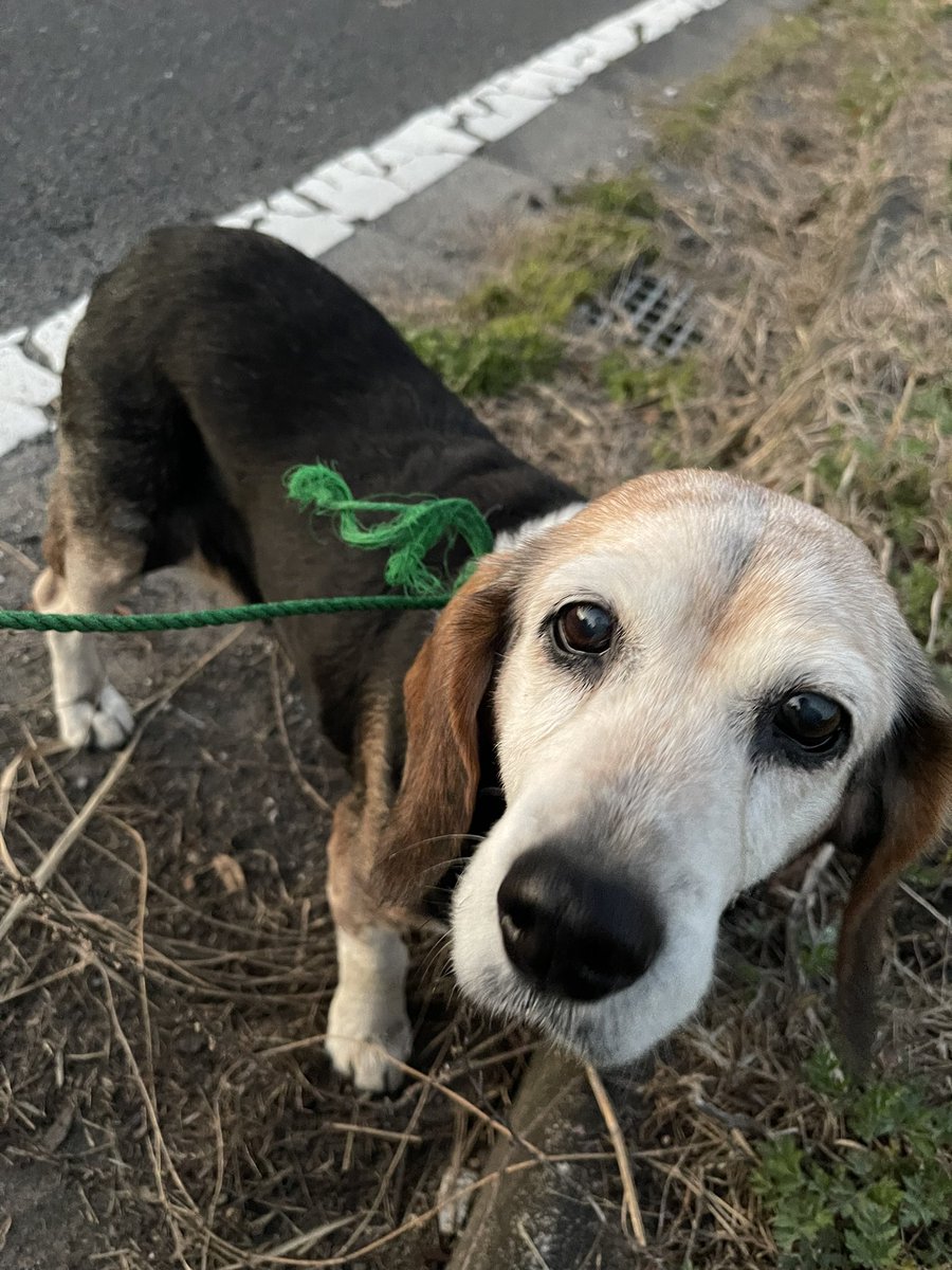capybara_master's tweet photo. 迷子犬捕まえて、警察待ってるなう
すごい寒い
噛まないし、吠えないしで良い子なのが救い
ちゃんとおうちに帰れると良いんだけど https://t.co/xHScUSGtTl