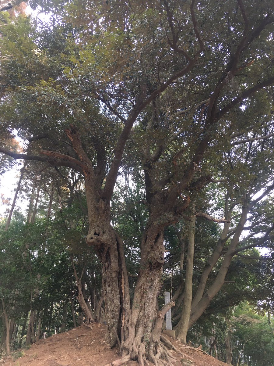 kyaoka's tweet photo. 常世の世界(^◇^;)   常名神社（ひたな）土浦市 https://t.co/bHiuKXz95k