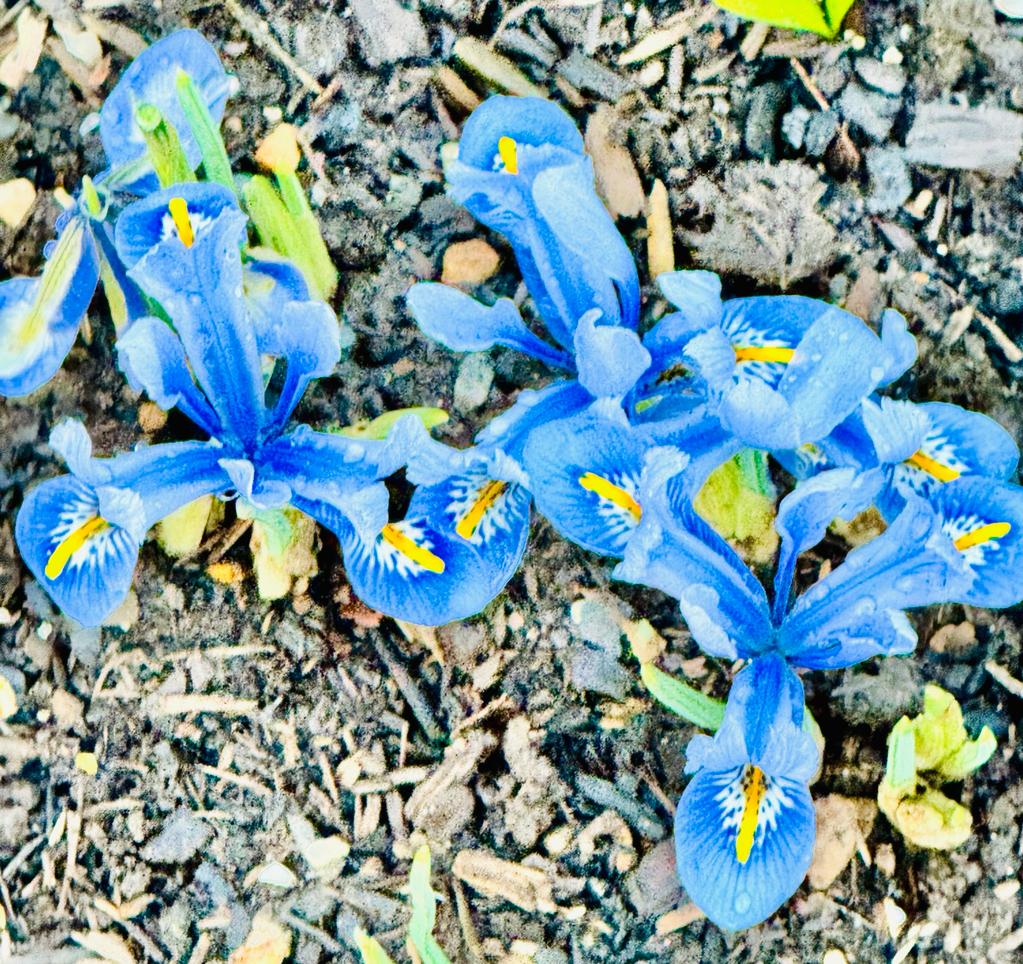 Dwarf Iris 'Alida' (Reticulata) looking lovely amongst the daffodils on Rhubarb Alley in the Outer Walled Garden Book a weekend stroll round the garden today: rhs.org.uk/gardens/bridge… (📷 Amanda Jones)