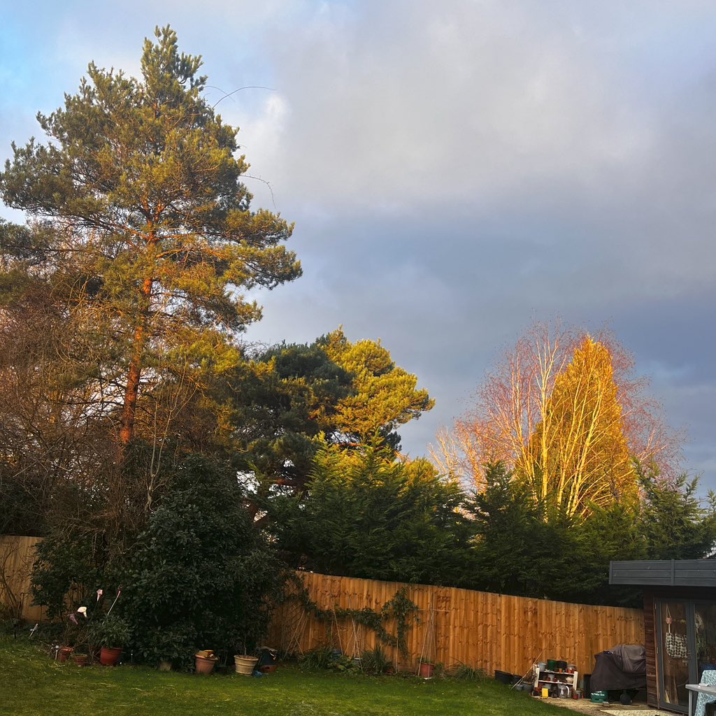 ham1's tweet photo. Learned about sequence of #birdsong in this part of UK too - the robins, blackbirds & thrushes kick off 1st movement, then noisy pigeons bring in the bass, then all those other birds (sparrows etc) join in to hit the crescendo. Grateful for my morning view & soundtrack #birdstudy https://t.co/6qJ7Iu5qEJ