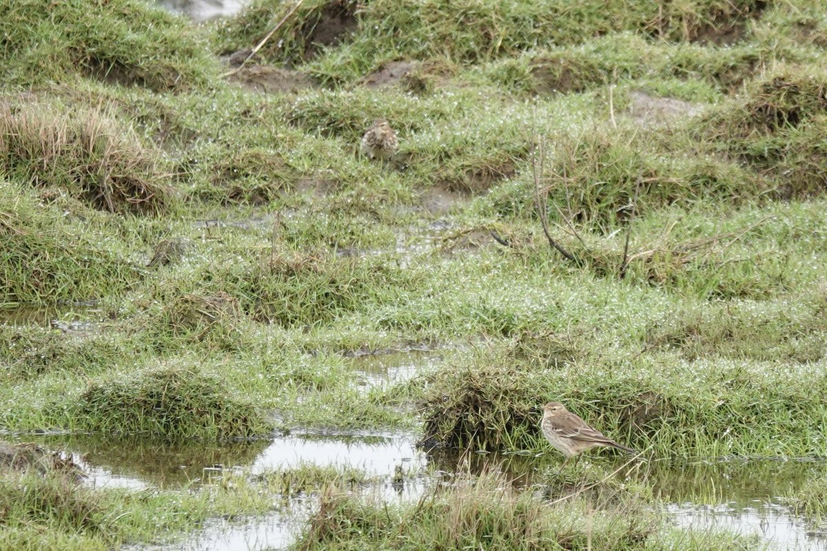 DarbyBug's tweet image. At least 5 Water Pipit showing really nicely on Crossens Outer #Marshside from the pull in. Feeding out in the open for long spells which is unusual here