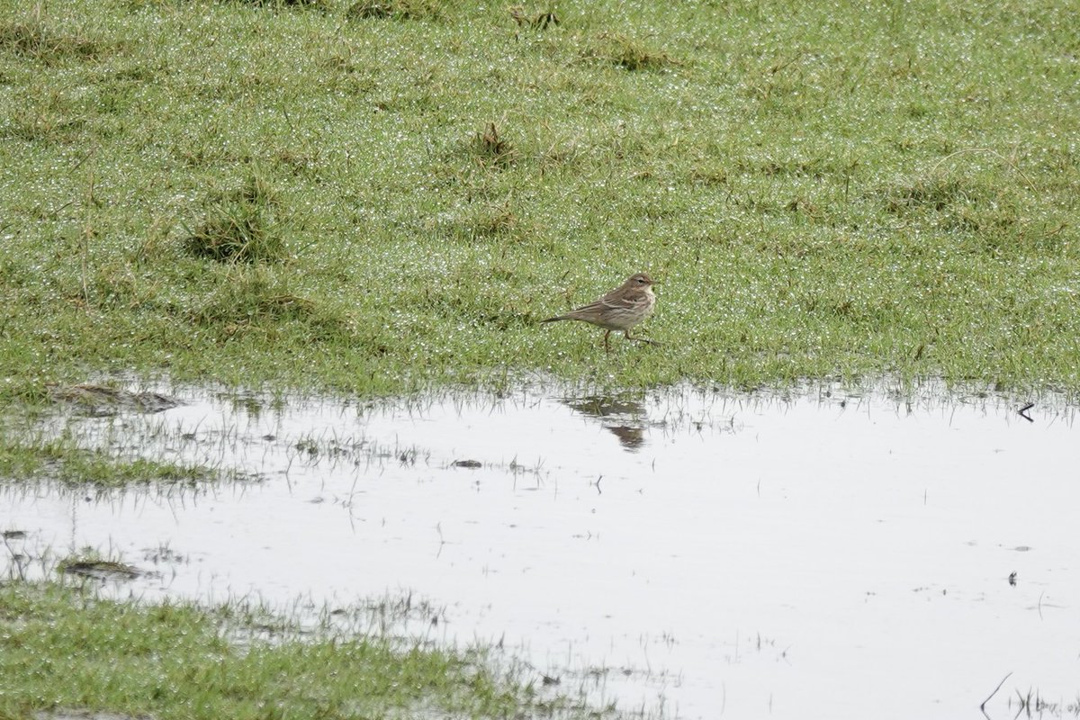 DarbyBug's tweet image. At least 5 Water Pipit showing really nicely on Crossens Outer #Marshside from the pull in. Feeding out in the open for long spells which is unusual here