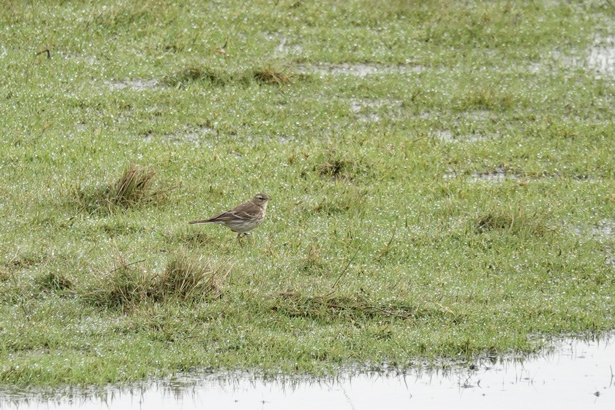 DarbyBug's tweet image. At least 5 Water Pipit showing really nicely on Crossens Outer #Marshside from the pull in. Feeding out in the open for long spells which is unusual here