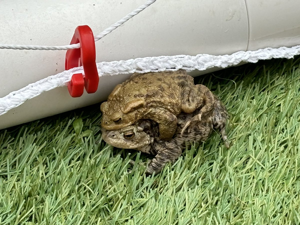 Found these chaps in my son’s football goal this morning…. #frog #animals #amphibian