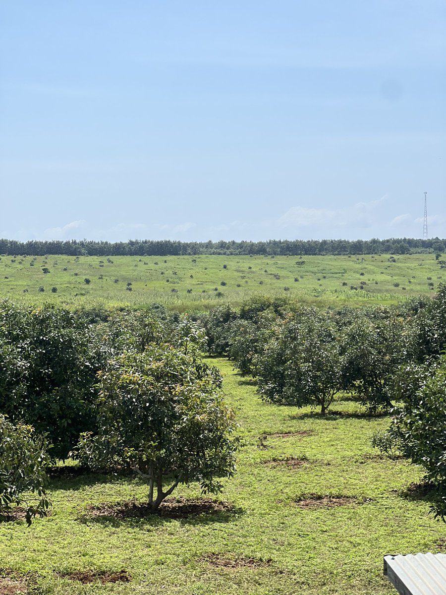 mynzagric254's tweet photo. Egypt 🇪🇬 is Africa’s:
▪️Highest producer of Wheat
▪️Highest producer of Dry Onions 
▪️Highest producer of Tomatoes 
▪️Highest producer of Potatoes 
▪️Highest producer of Cucumbers 
▪️Highest producer of Garlic 
▪️Highest producer of Oranges 
▪️Highest producer of Sugar Beet
▪️2nd highest producer of Cabbages 
▪️2nd highest producer of Grapes 
▪️2nd highest producer of lemon
▪️2nd highest producer of Mangoes 
▪️4th largest producer of Maize
▪️5th largest producer of Carrots 
Among others 
The above is based on annual average production (2017 - 2021)
▪️The Arable Land in Egypt is approximately 3.5 Million Hectares, the 13th smallest in the continent
▪️ Nearly 96% of Egypt is desert 

📸:Technical Centre for Climate Change and Agricultural Development

For Grafted fruit seedlings,

Click this link to message us on WhatsApp: https://t.co/bHJfPuSqPI