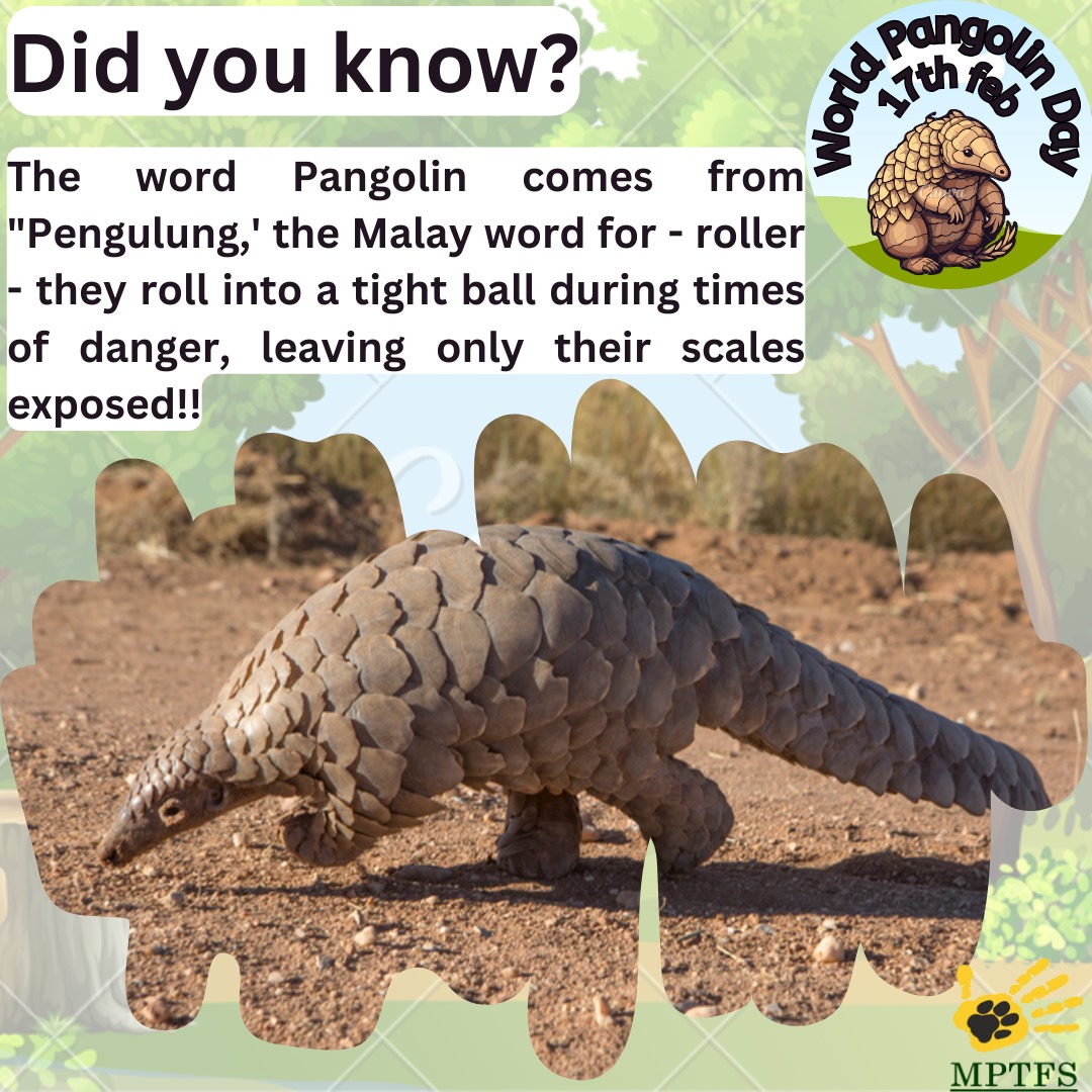 There are 8 species of pangolins worldwide & all need greater protection. Despite being protected under both international and national law pangolins are still being poached at alarming rates. On this #WorldPangolinDay let's raise awareness for this unique species & support them.