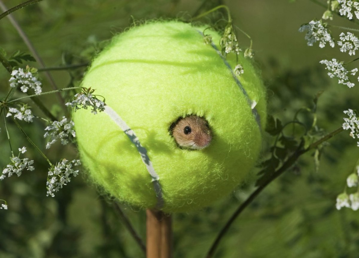 I am preparing my costume for Wimbledon - you can never be too early 🤓🐭