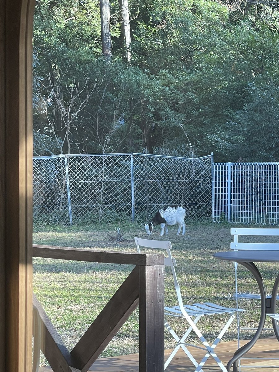 sakurako_970129's tweet photo. 今日はご近所の神担さんとヤギ🐐さんがいてると噂のカフェに行ってきたよ✨️

牛さん模様のヤギさんがいて可愛かったぁ🐐
そしてちょっと郊外にあってめちゃくちゃオシャレなカフェでした☕️

またGOATさんに会いに行こうと思います😊❤️

#Number_i_GOAT𓃲𓃵𓃲 
#FILNE https://t.co/lWvY1cQNgU