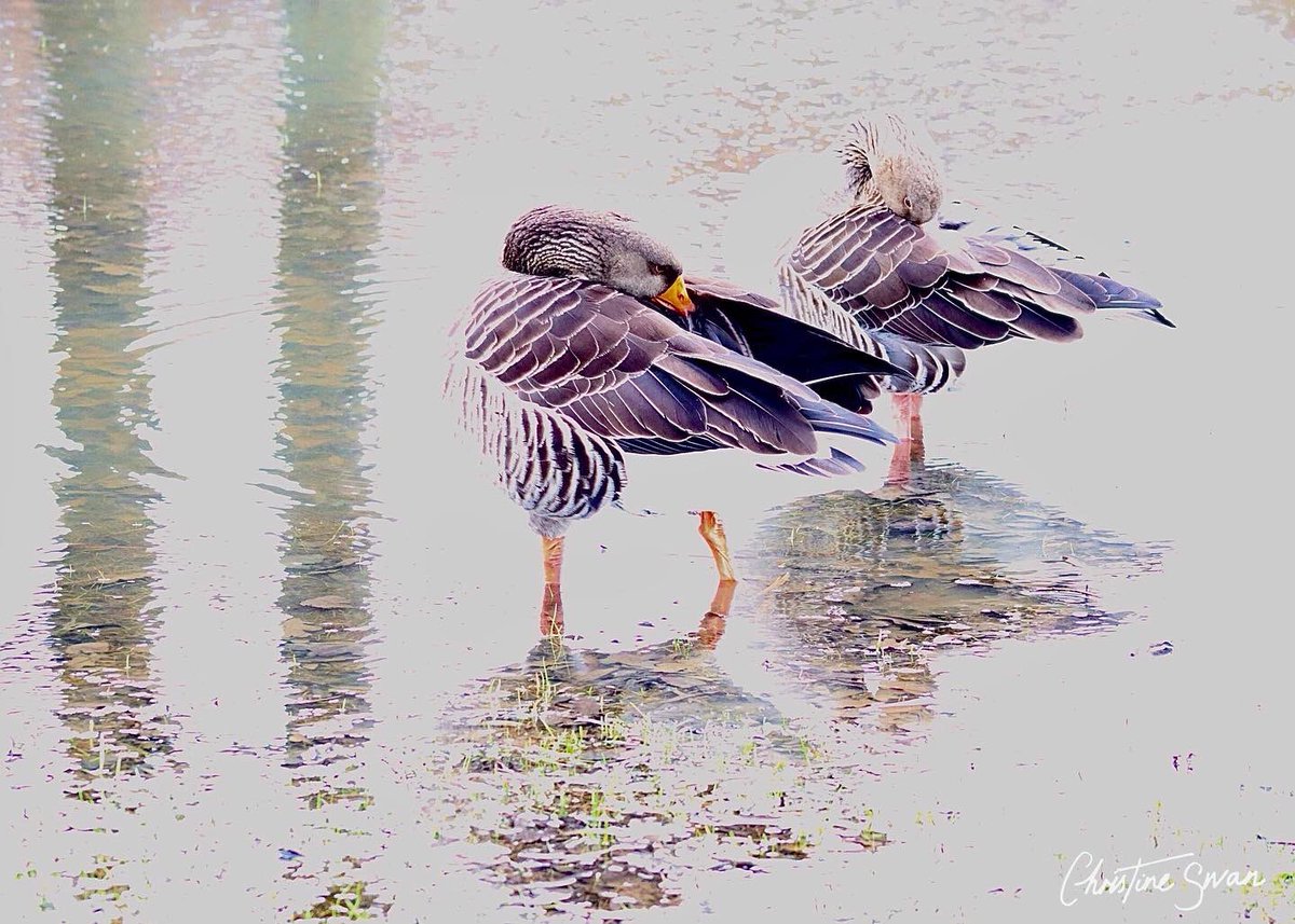 Puddle splashing at Furzton Lake 

.
.
.

#miltonkeynes   #mk_igers #visitmk #thisismiltonkeynes #lovemiltonkeynes #miltonkeynesphotography #scenesfrommk #destinationmk #theparkstrust #miltonkeynesphotos #furztonlake #birdsphotography