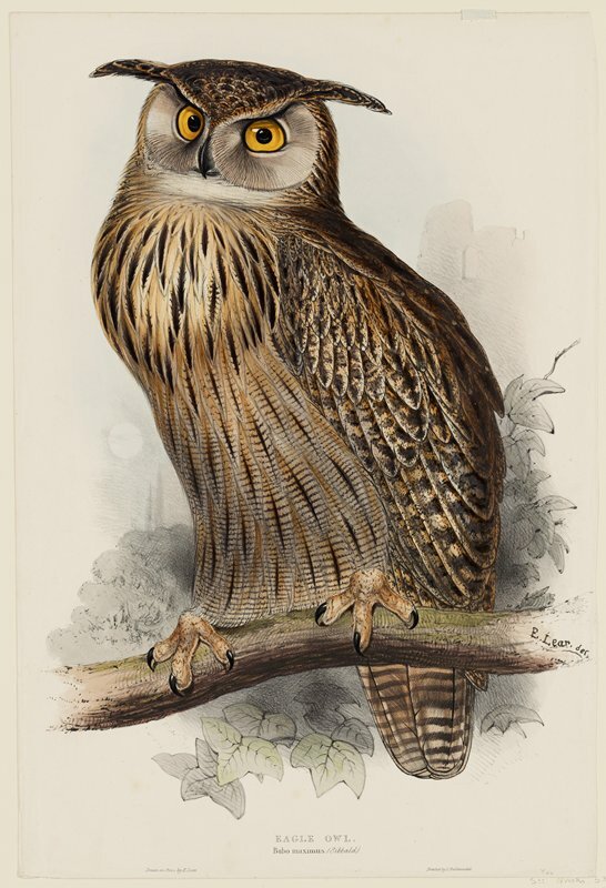Edward_Lear_Art's tweet photo. Eagle Owl. Bubo maximus https://t.co/XkxodvkxOb https://t.co/4wCU9CoDPU