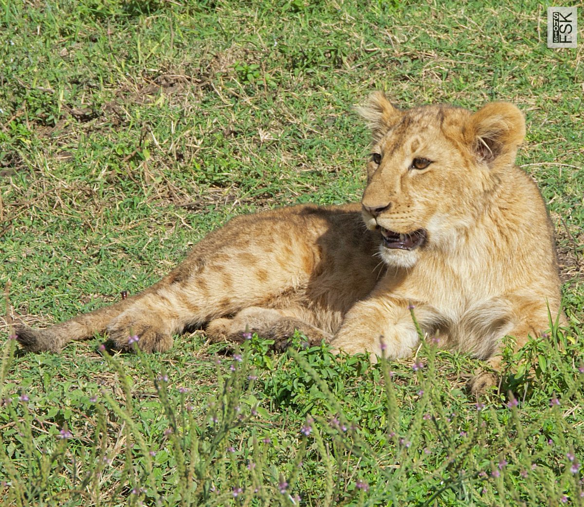 The cutest cub 🦁 #Wildlife #ProtectNature #Serengeti #ShotoniPhone @tim_cook