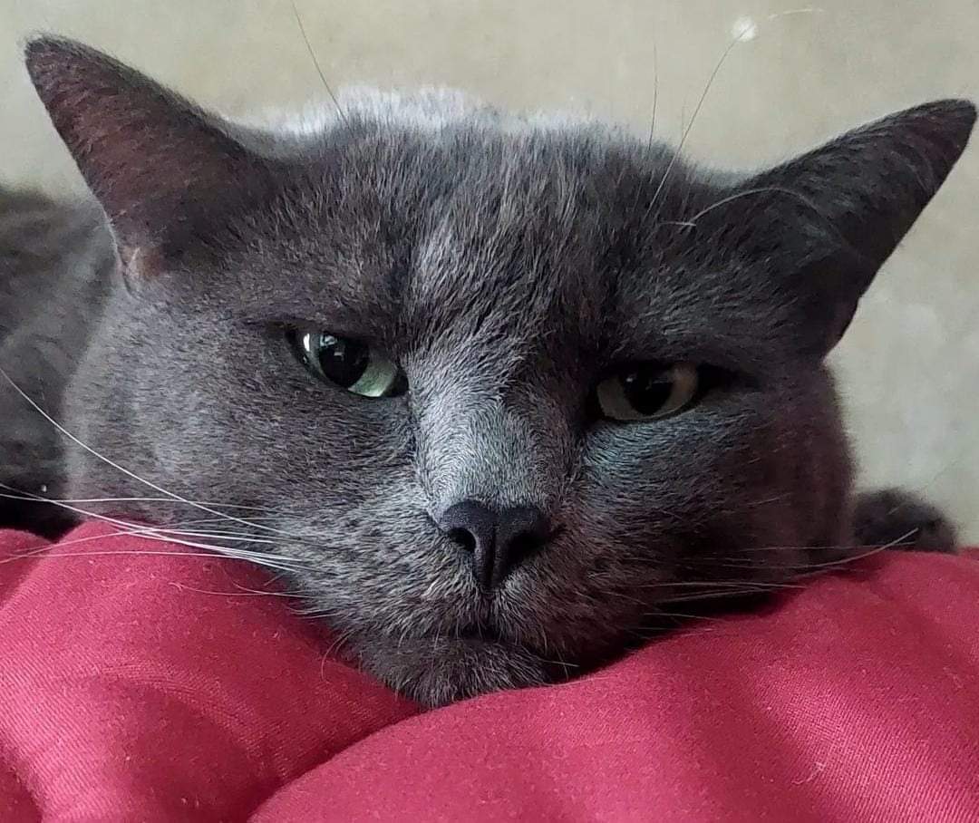 "Non si possiede mai un gatto. Semmai si è ammessi alla sua vita, il che è senz’altro un privilegio." 
Beryl Reid
Auguri al mio MAO 🐱

#festadelgatto