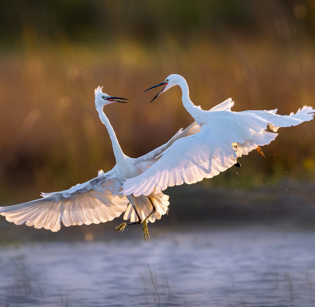 Guess the name of the bird😃😃 #birds #nature #photography #birding #birdwatching #LovelyBirdsInChina