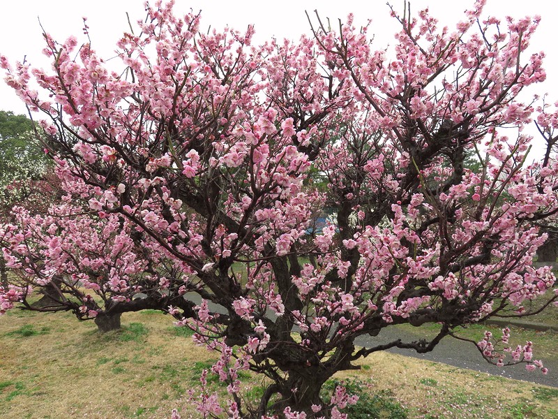 mi84tan3's tweet photo. 桃色の梅、#PowerShot SX710HS で撮影
#写真撮ってる人と繋がりたい #写真好きな人と繋がりたい #コンデジ #TLを花でいっぱいにしよう
梅が見ごろになりつつあった。 https://t.co/lHvAyeK8g1