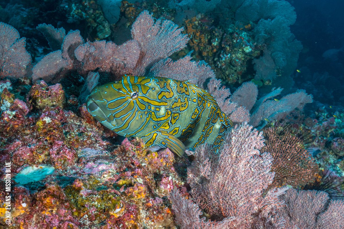 SylviaEarle's tweet photo. We must cherish and protect wildlife and wild places - land and sea - as if our lives depend on it, because they do. https://t.co/Wom1OMMoWS