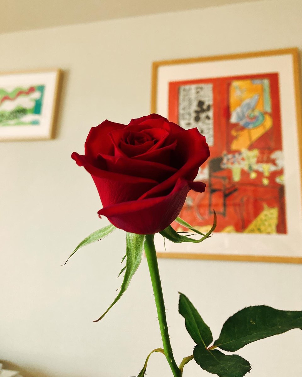 6moon5sun's tweet photo. バレンタインに買ってきたバラがきれい
お花屋さんが一番きれいなの選んでくれた https://t.co/LP791c3sO3