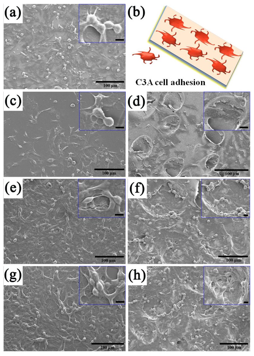 Coatings_MDPI's tweet photo. 🍄 #call-for-reading
🍄 Keywords: #polydopamine; affinity #membrane; #polyethersulfone; #adsorption
📰 C3A Cells-Inoculated Affinity Membrane for Bilirubin #Removal
👉 https://t.co/QjGa9rOlKG https://t.co/gSPjC5xHjy