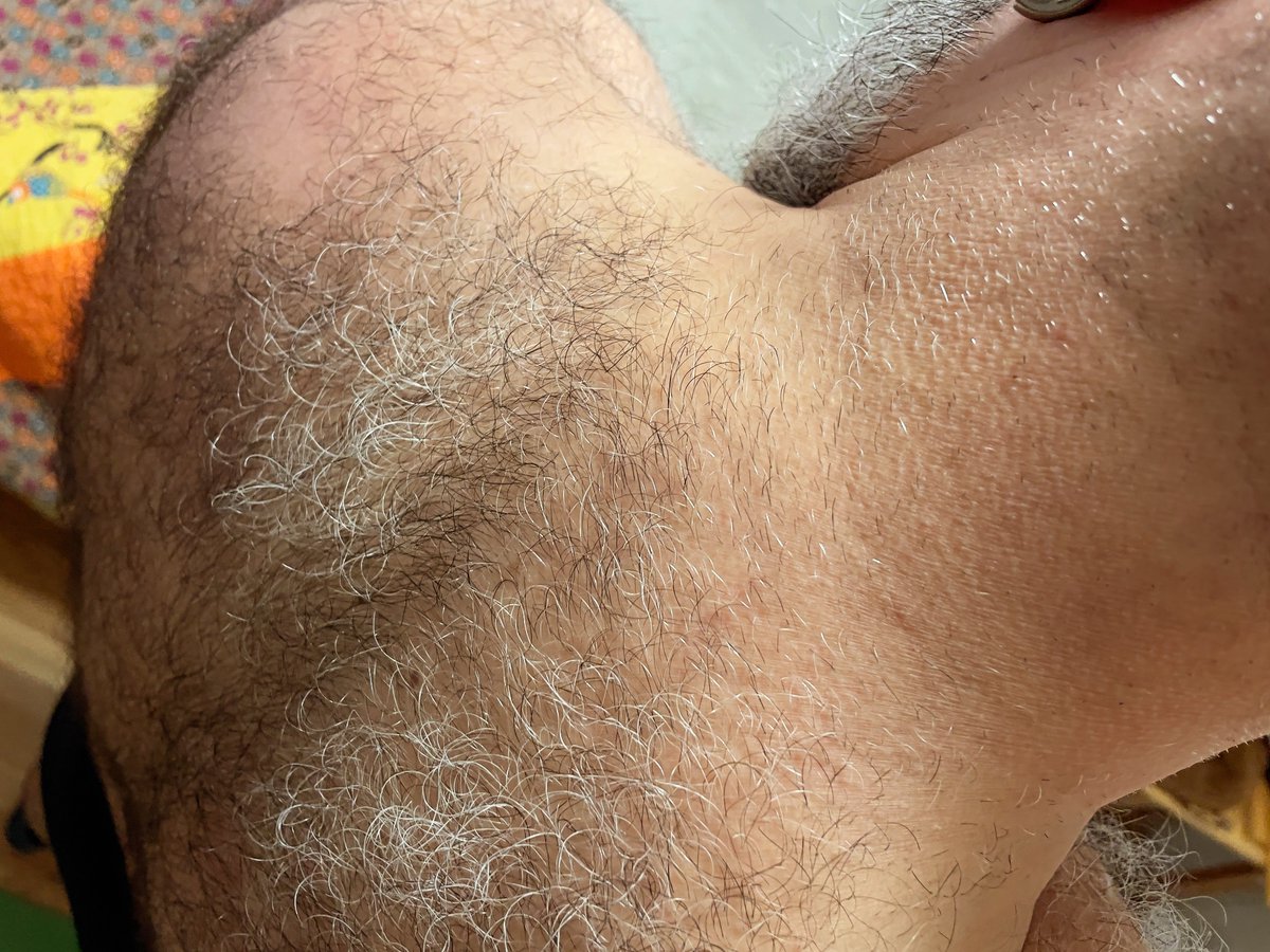 WandrBearX's tweet photo. Gettin the gray all over  🦍 https://t.co/B59EzOzuPB