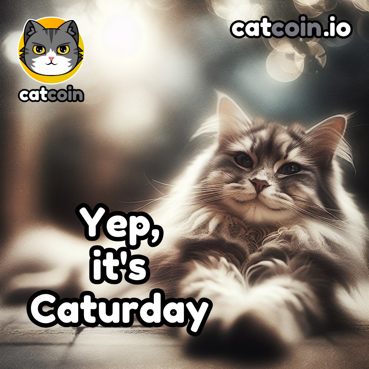 Smile, it's Caturday! - $15 • Follow @officialcatcoin • Retweet • And comment #Caturday #Catcoin #USDT 24 hours