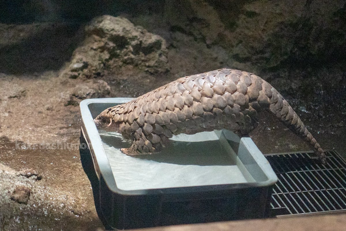 日本で生きてるセンザンコウが見られるのは上野動物園だけです。 #世界センザンコウの日　#WorldPangolinDay

📸20230906 #恩賜上野動物園 #ミミセンザンコウ